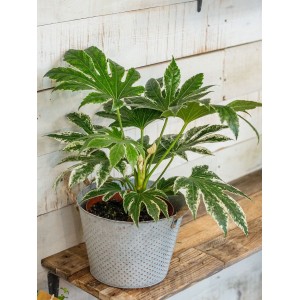 Comercio do Morrazo - FATSIA JAPÓNICA VARIEGATA