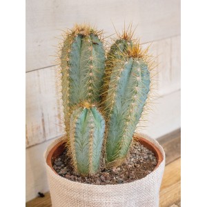 Comercio do Morrazo - Cactus 40 cm