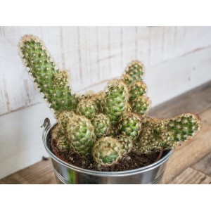 Comercio do Morrazo - Cactus