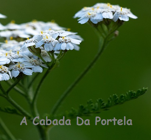 Logotipo A CABADA DA PORTELA